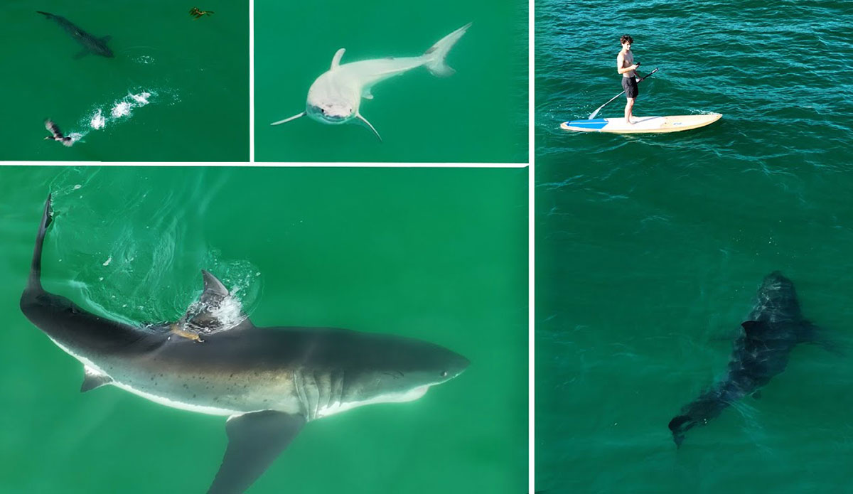 great white shark footage
