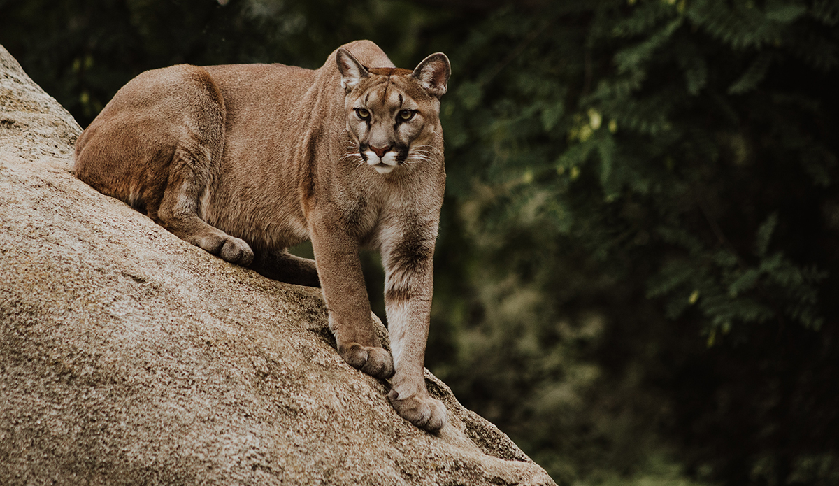 New Study Shows There Are Far Fewer Mountain Lions in California Than Previously Believed