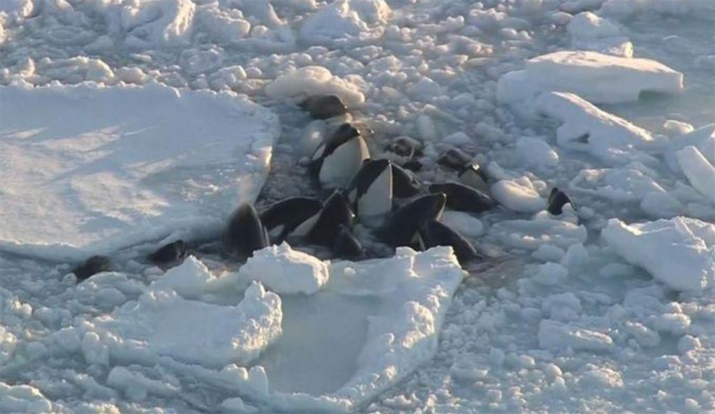 Killer whales in Japan