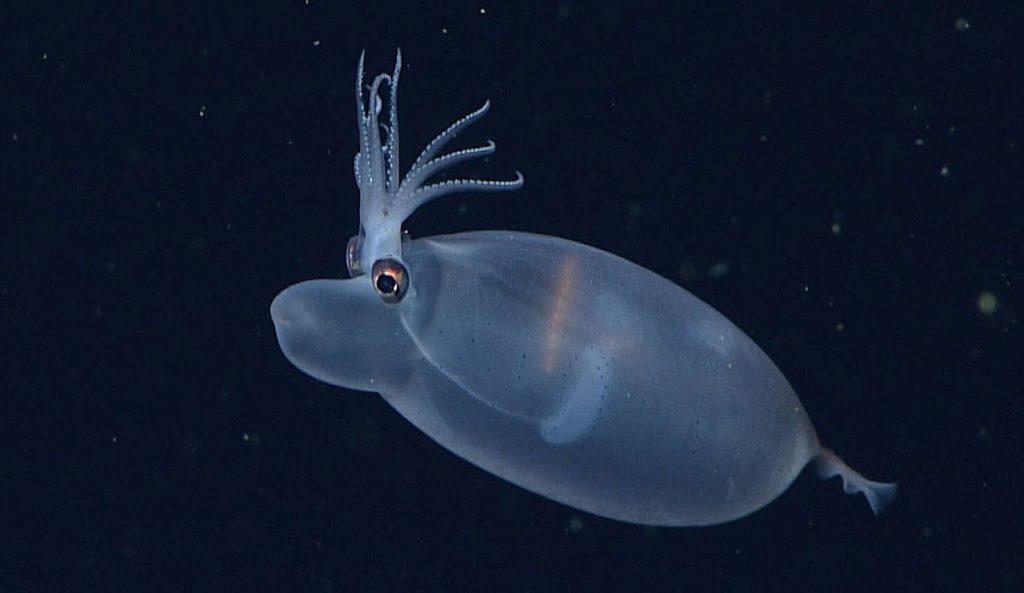 MBARI Deep sea videos