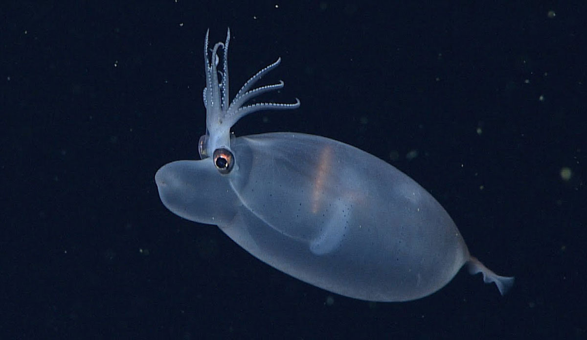 MBARI Deep sea videos
