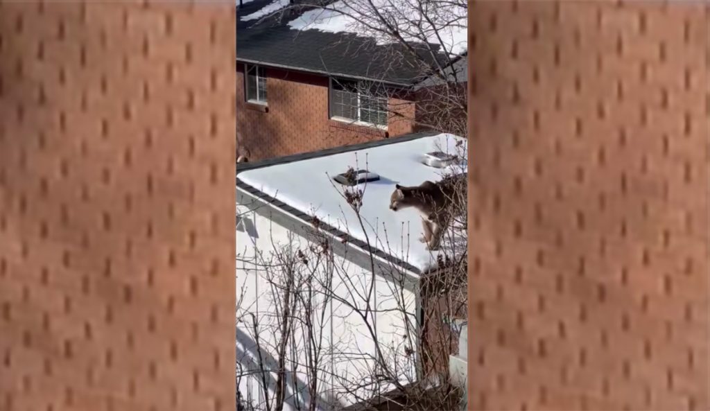Watch This Mountain Lion Lurk Near the Utah State Campus Like It Owns the Place