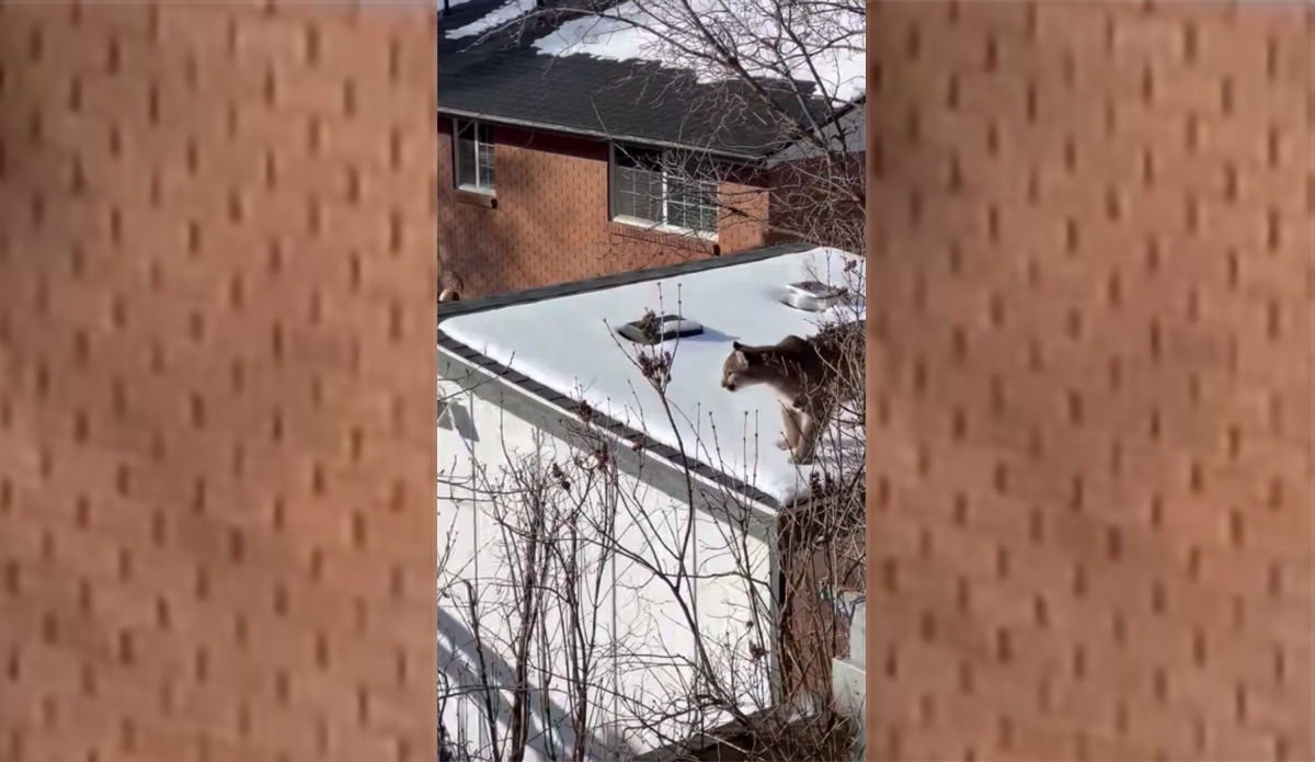 Watch This Mountain Lion Lurk Near the Utah State Campus Like It Owns the Place