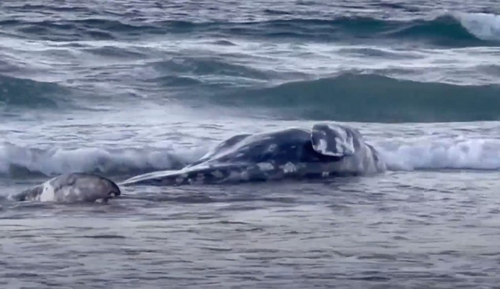 Gray whale at La Jolla Shores