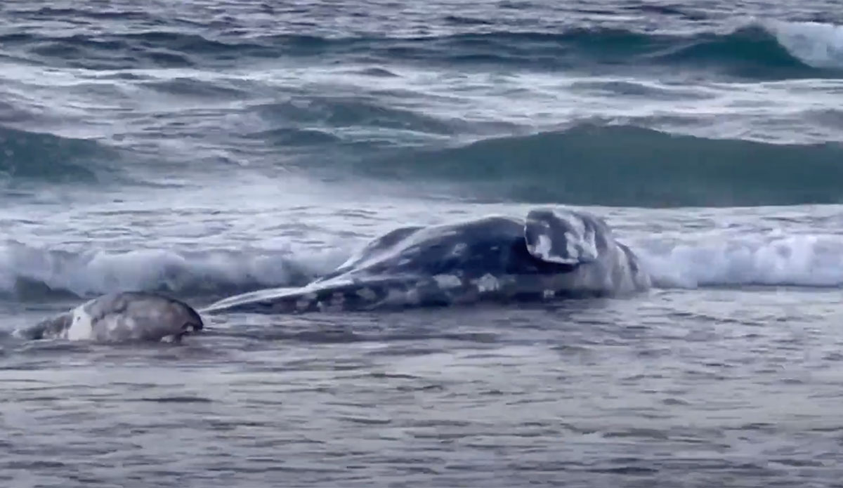 Gray whale at La Jolla Shores