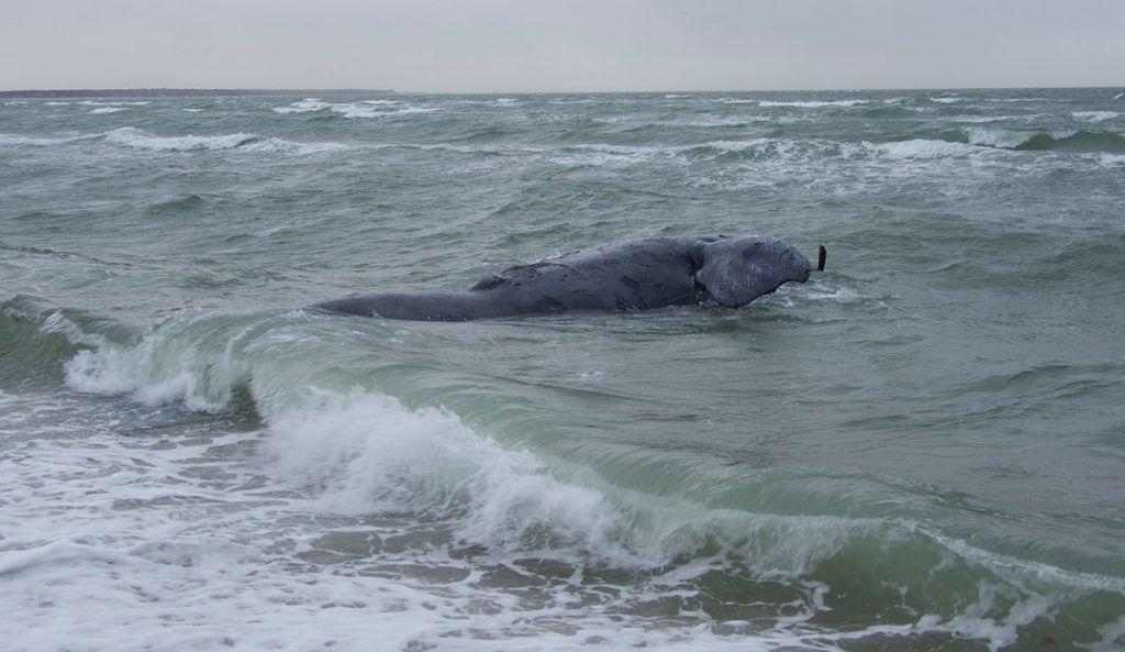 Right whale
