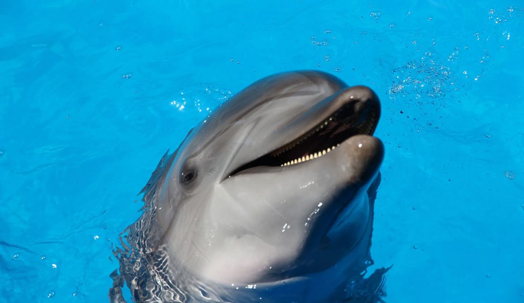 bottlenose dolphins