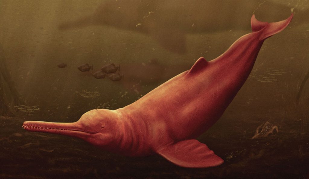 old dolphin reconstruction
