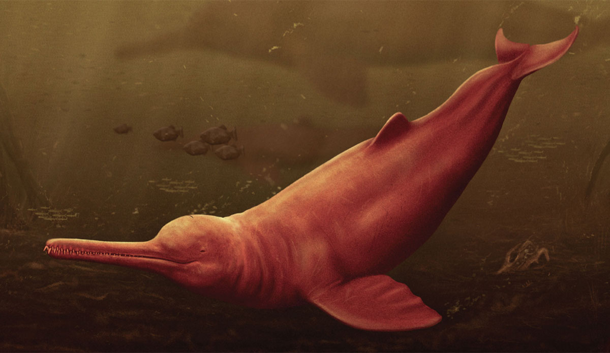 old dolphin reconstruction