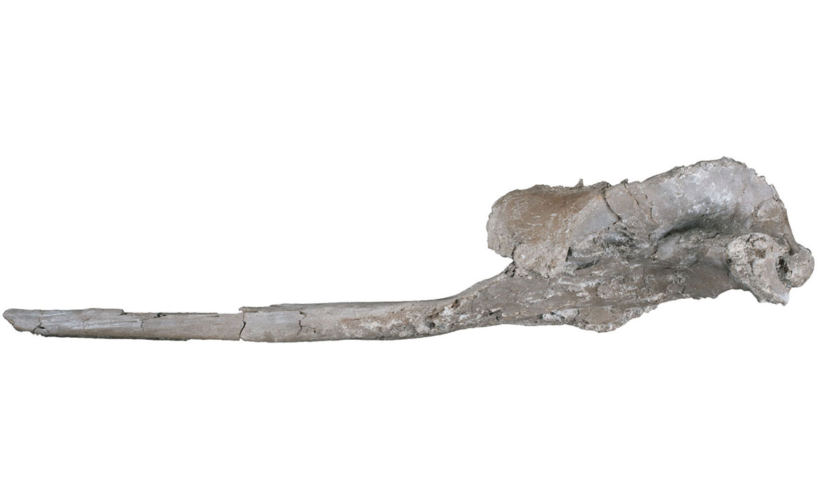 prehistoric dolphin skull