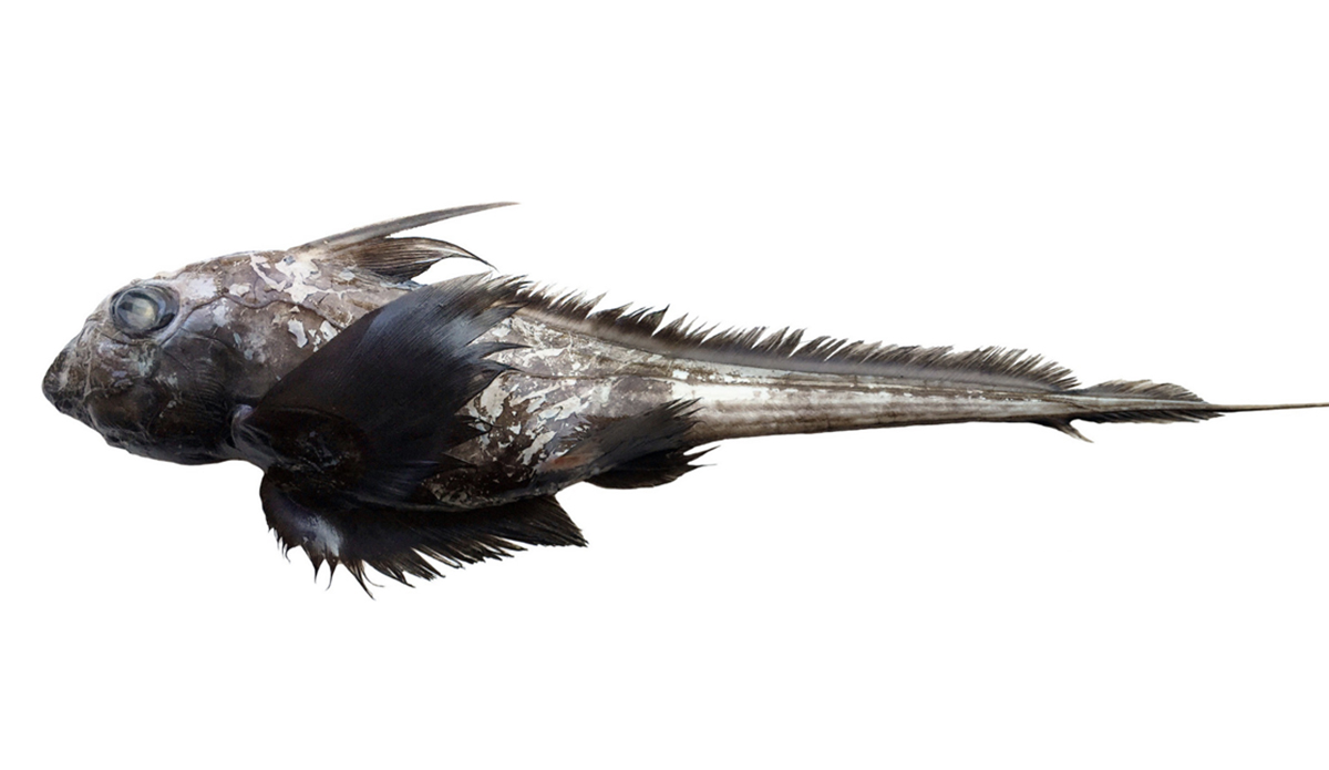 Ghost sharks are mysterious creatures, found below depths of 1,640 feet. Photo: David A. Ebert
