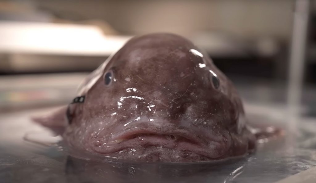 Photo: Ocean Census // YouTube