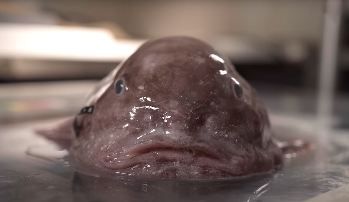 Photo: Ocean Census // YouTube