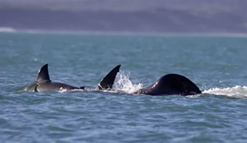 orca eats great white