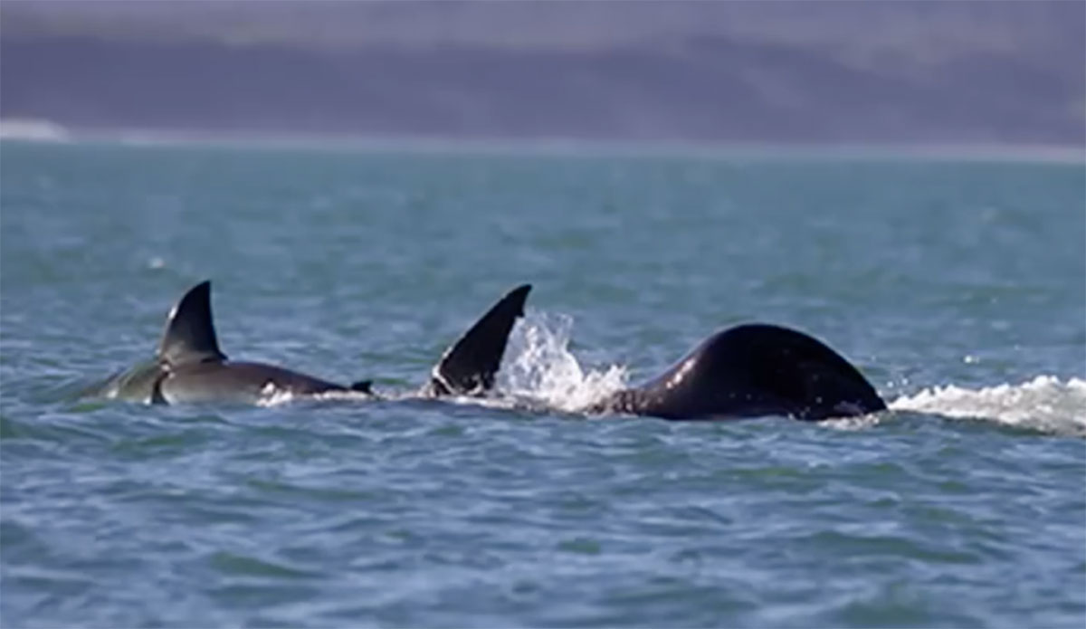 orca eats great white