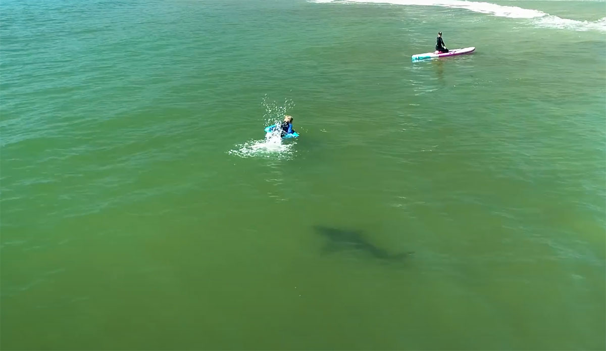 Great white shark in Southern California