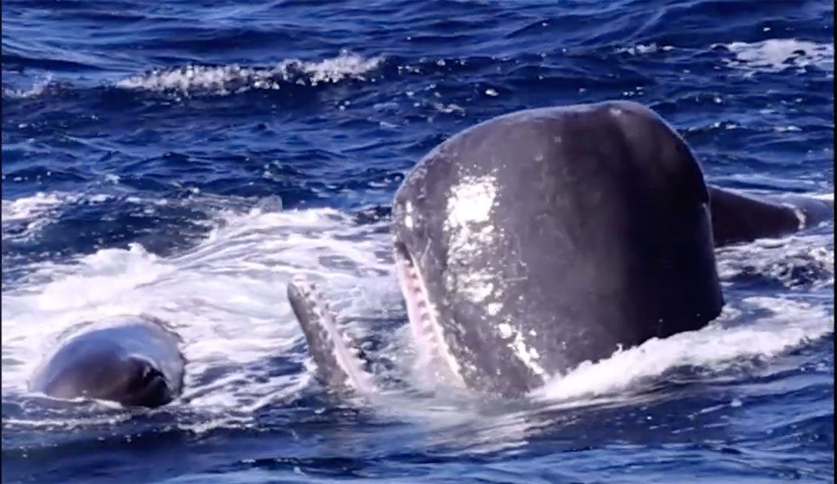 Sperm whales being hunted by orcas
