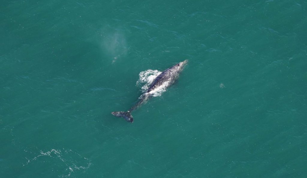 whale species in Atlantic Ocean