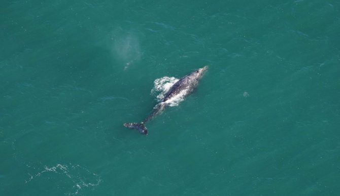 whale species in Atlantic Ocean