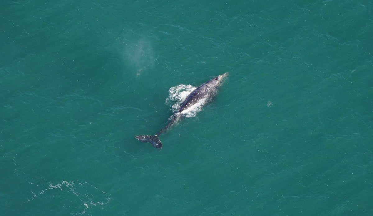 whale species in Atlantic Ocean