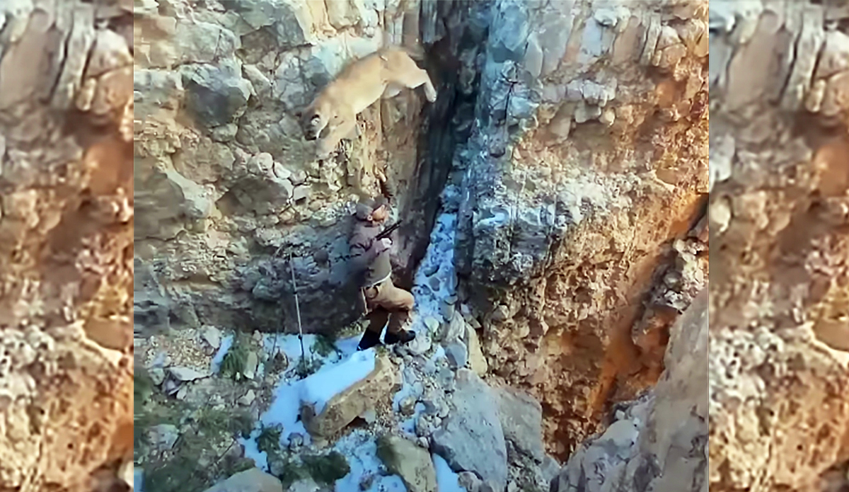 Watch This Tranquilized Mountain Lion Make Desperate, Incredible Leap Over Wildlife Biologist