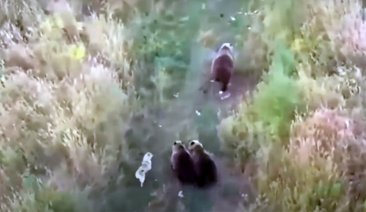 Family Uses Drone to Find Missing Dog: It Was Mingling With Bears