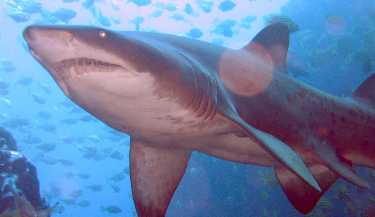 shark nets grey nurse shark