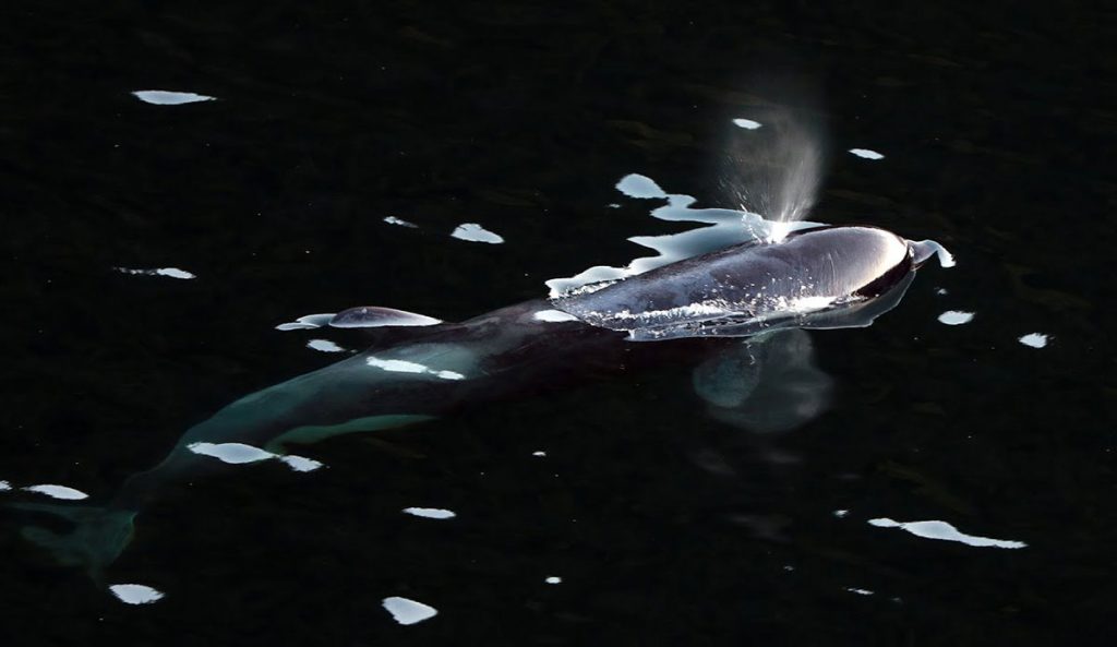 orca calf