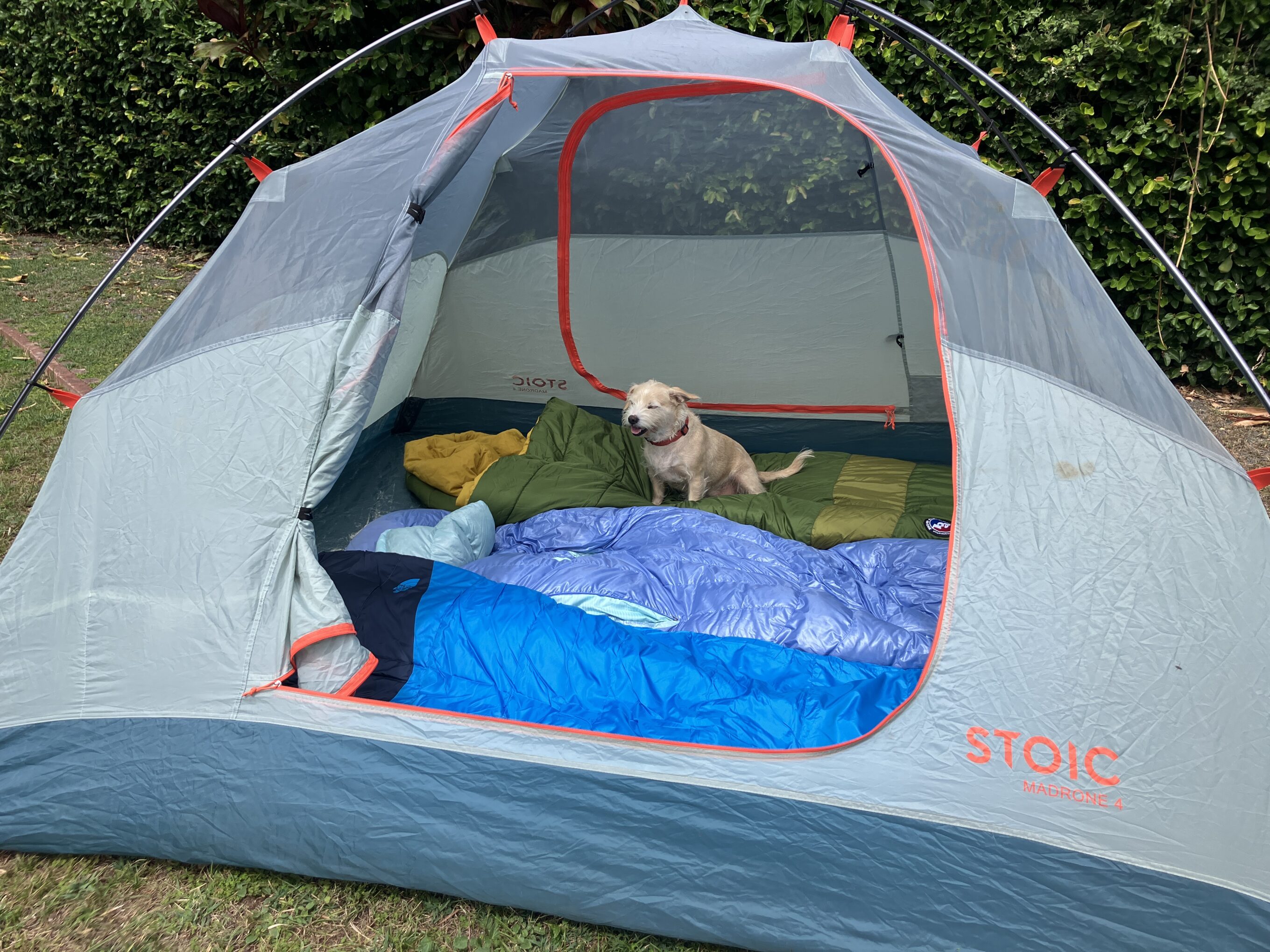 sleeping bags and a dog in a tent