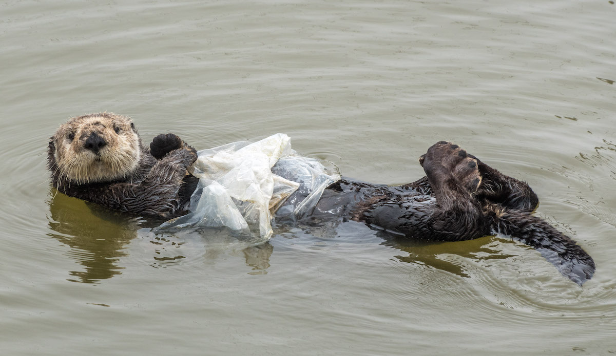sea otter in ocean plastic