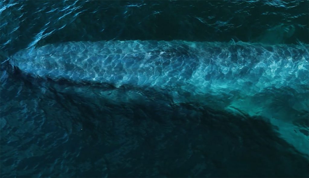 blue whale footage
