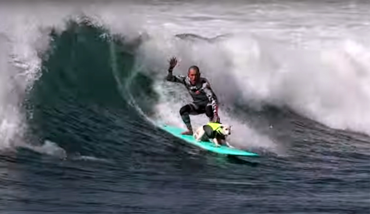 Meet the Surfing Rescue Dog That Saved This Man's Life