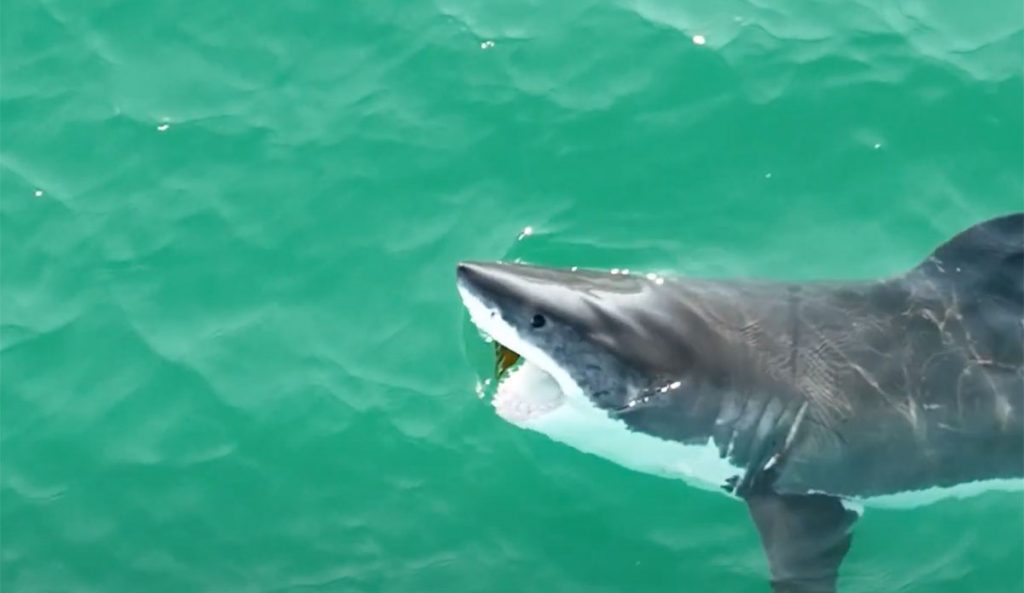 great white shark