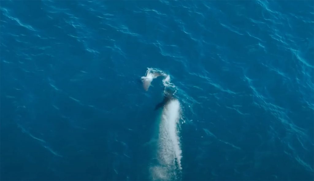 orca attacks great white shark