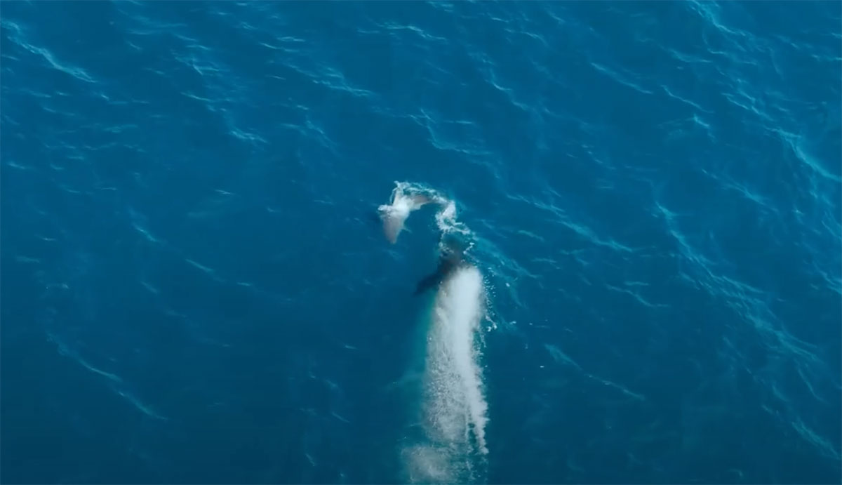 orca attacks great white shark