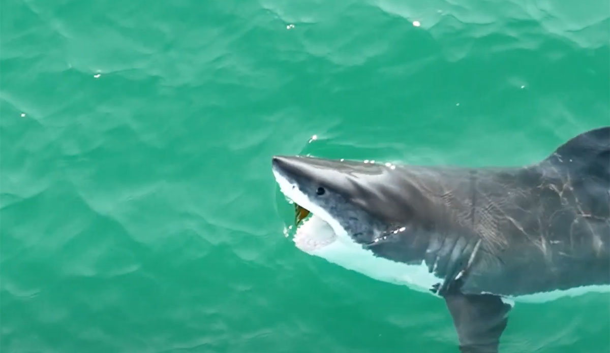 great white shark