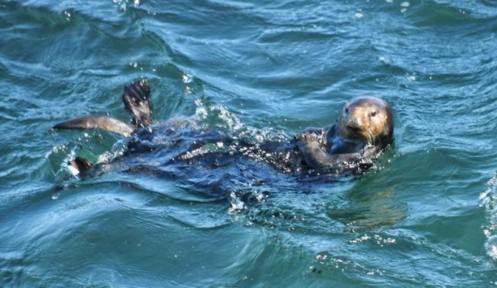 Otter 841, seen back at Steamer Lane. Photo: Mark Woodward // Instagram