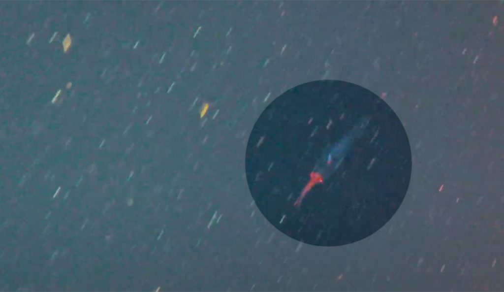 Baby colossal squid