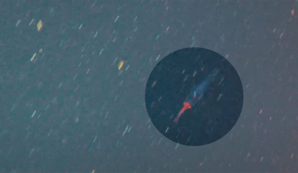 Baby colossal squid