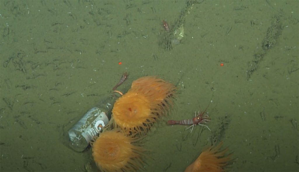deep sea trash