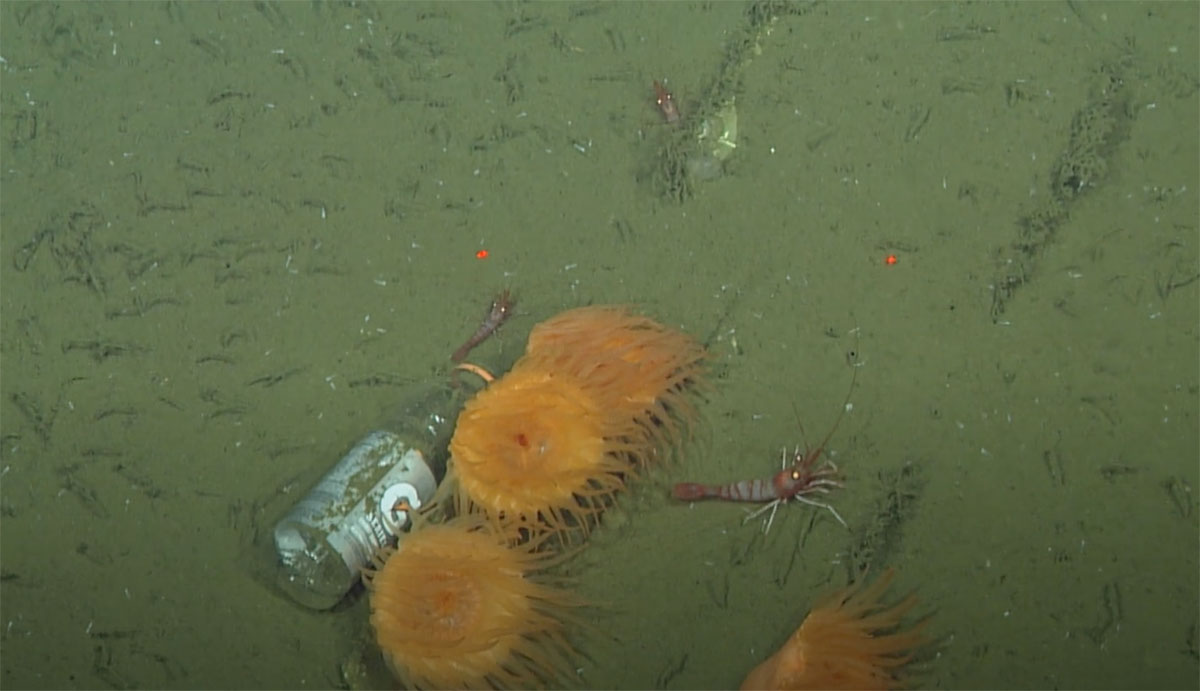deep sea trash