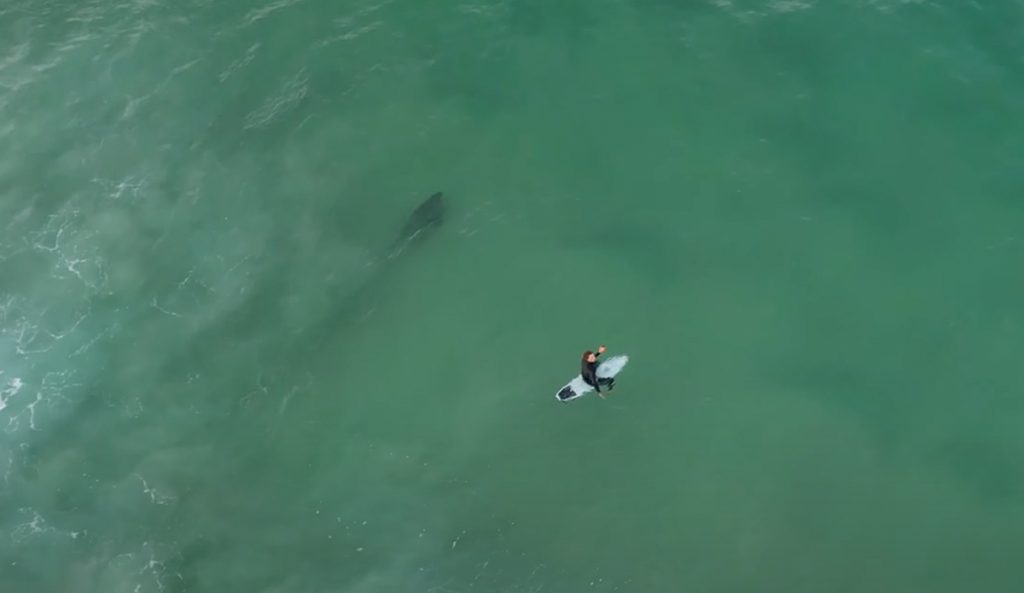 Noah Wallis encounters a shark in the lineup. Photo: Surfing With Noz // YouTube