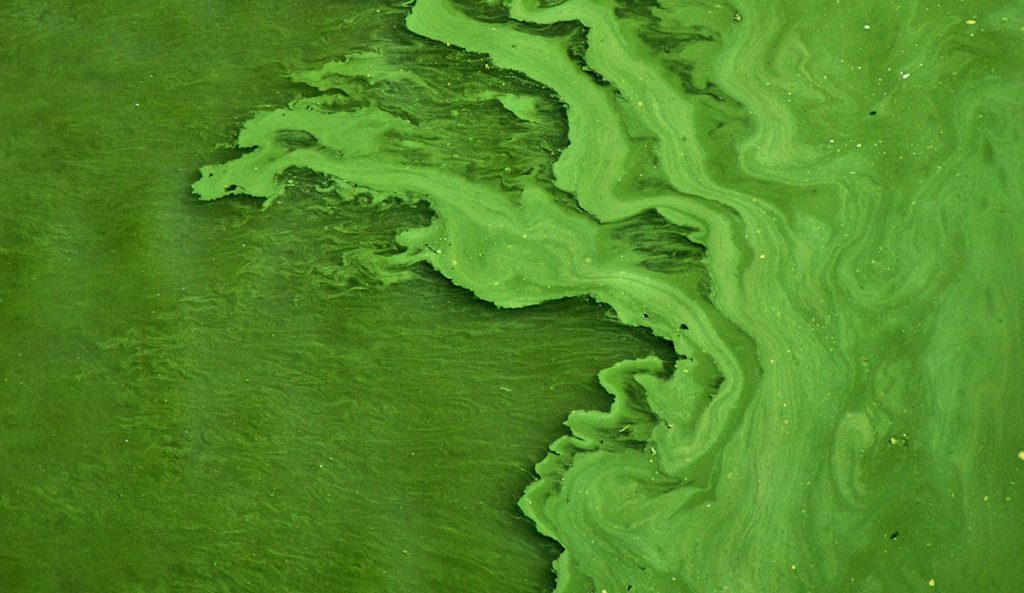 Algae