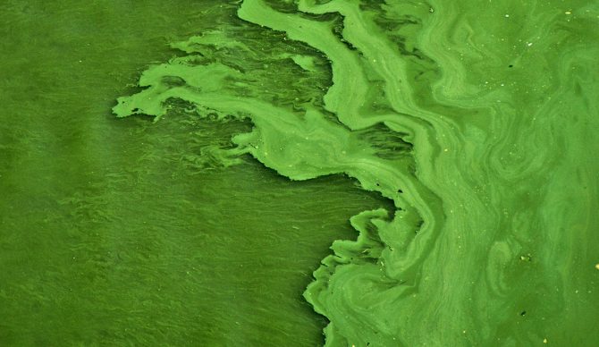Algae
