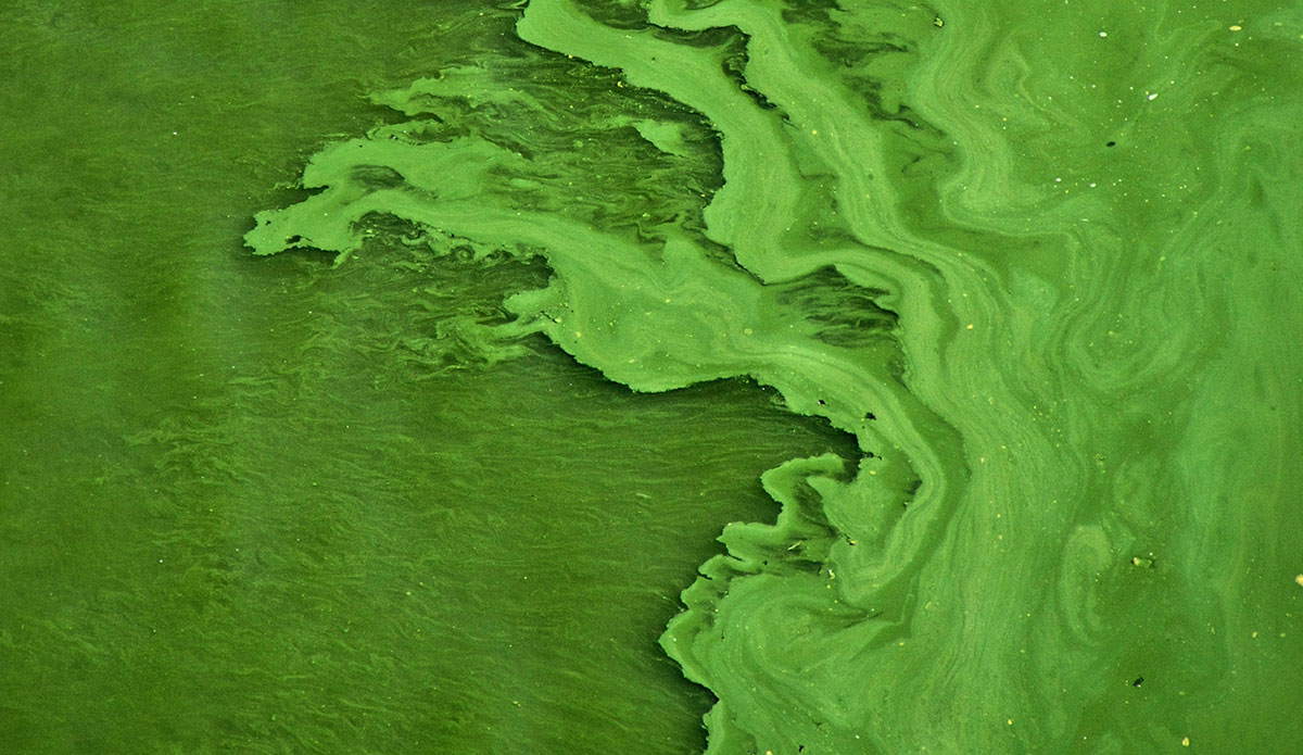 Algae