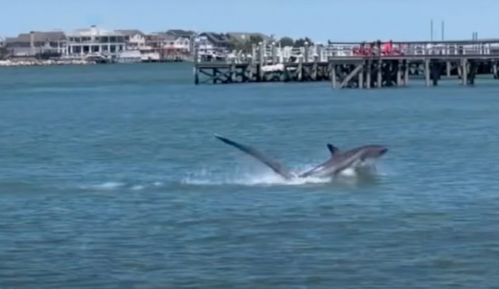 Ben Gravy was somehow undeterred by seeing a thresher shark in his local lineup. Photo: Ben Gravy // YouTube