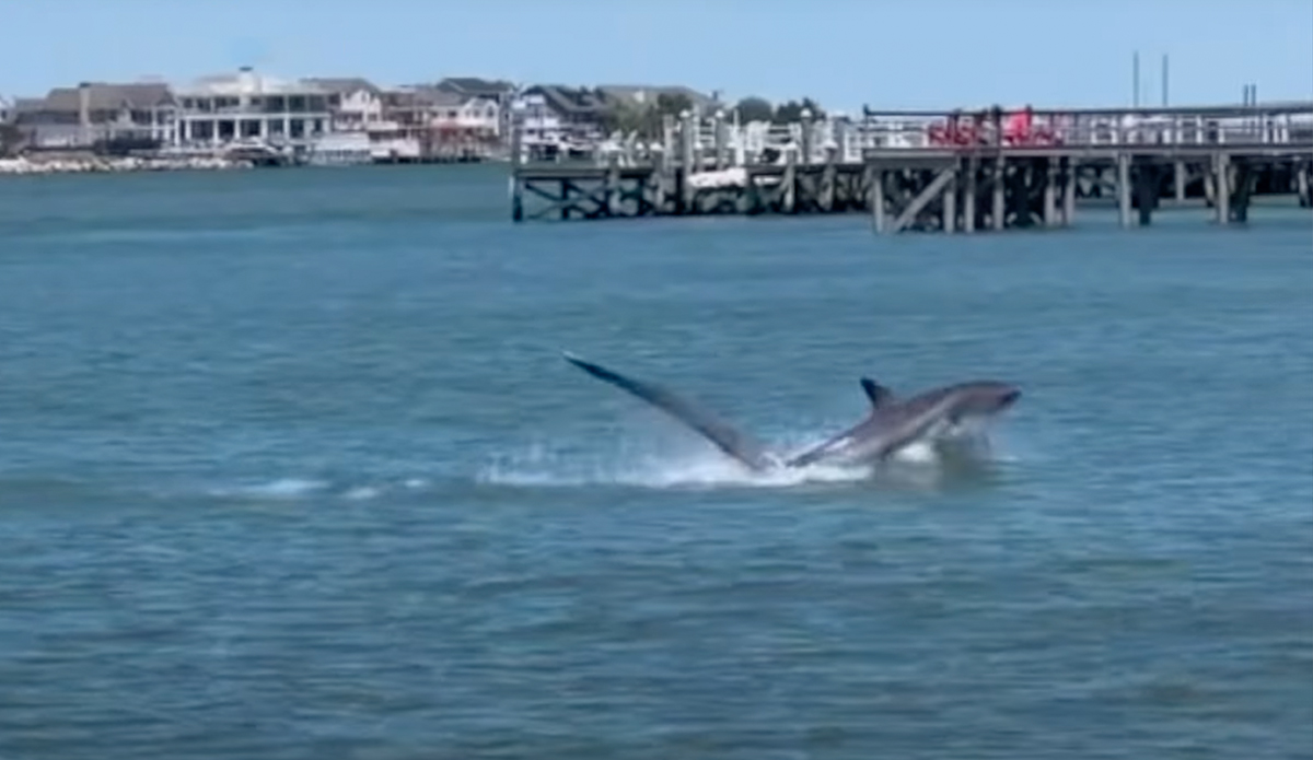 Ben Gravy was somehow undeterred by seeing a thresher shark in his local lineup. Photo: Ben Gravy // YouTube