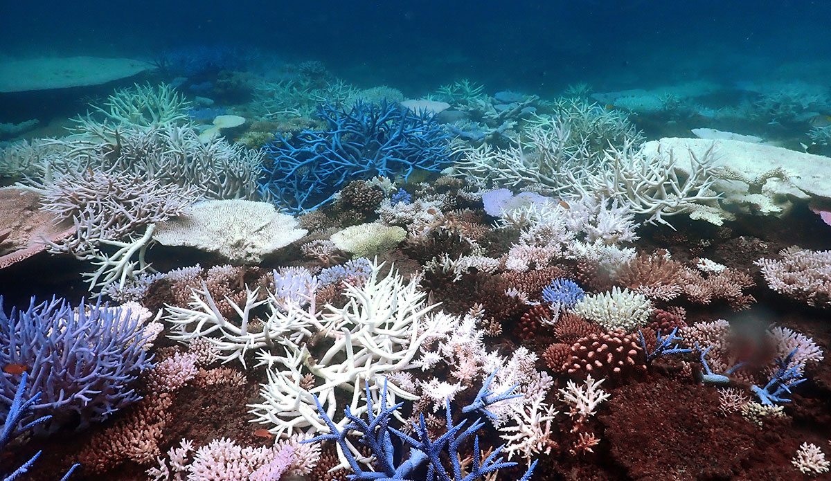 lizard Island Great Barrier Reef bleaching