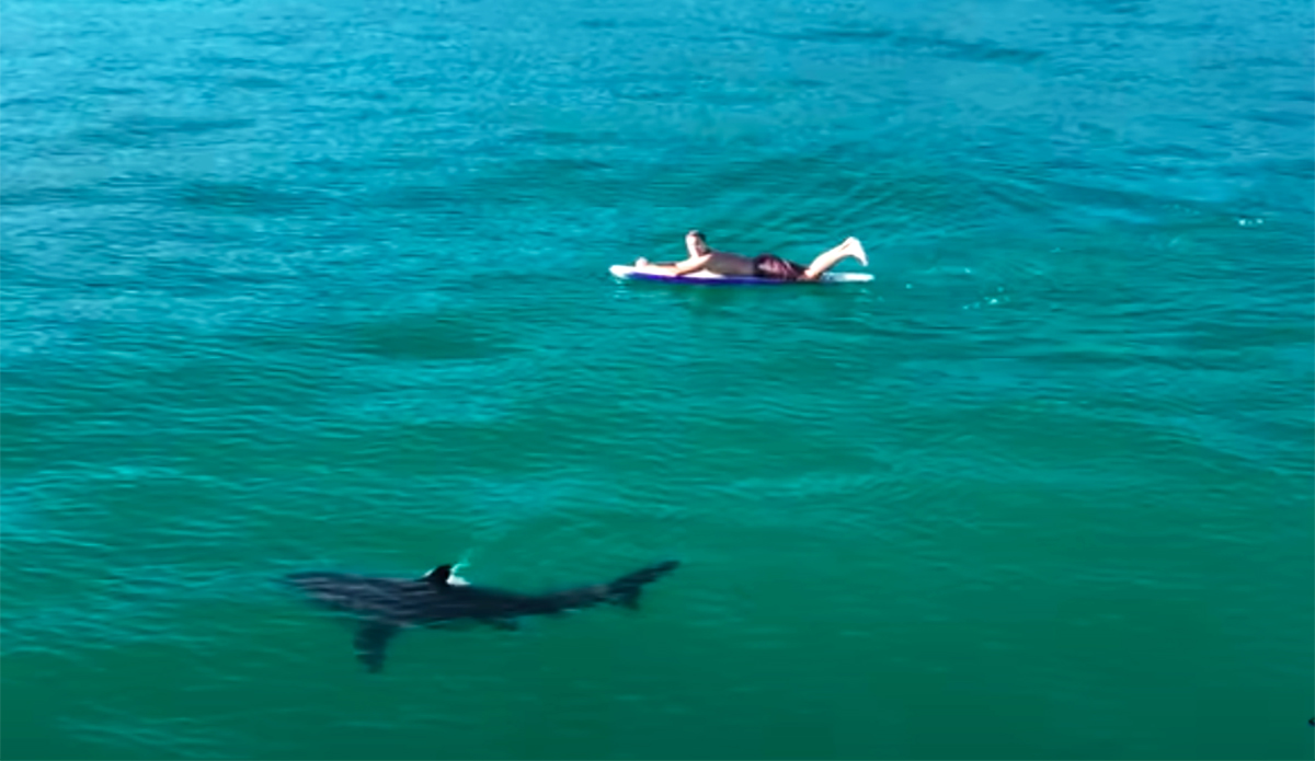 Southern California Surfers: Get Used to Seeing Great White Sharks