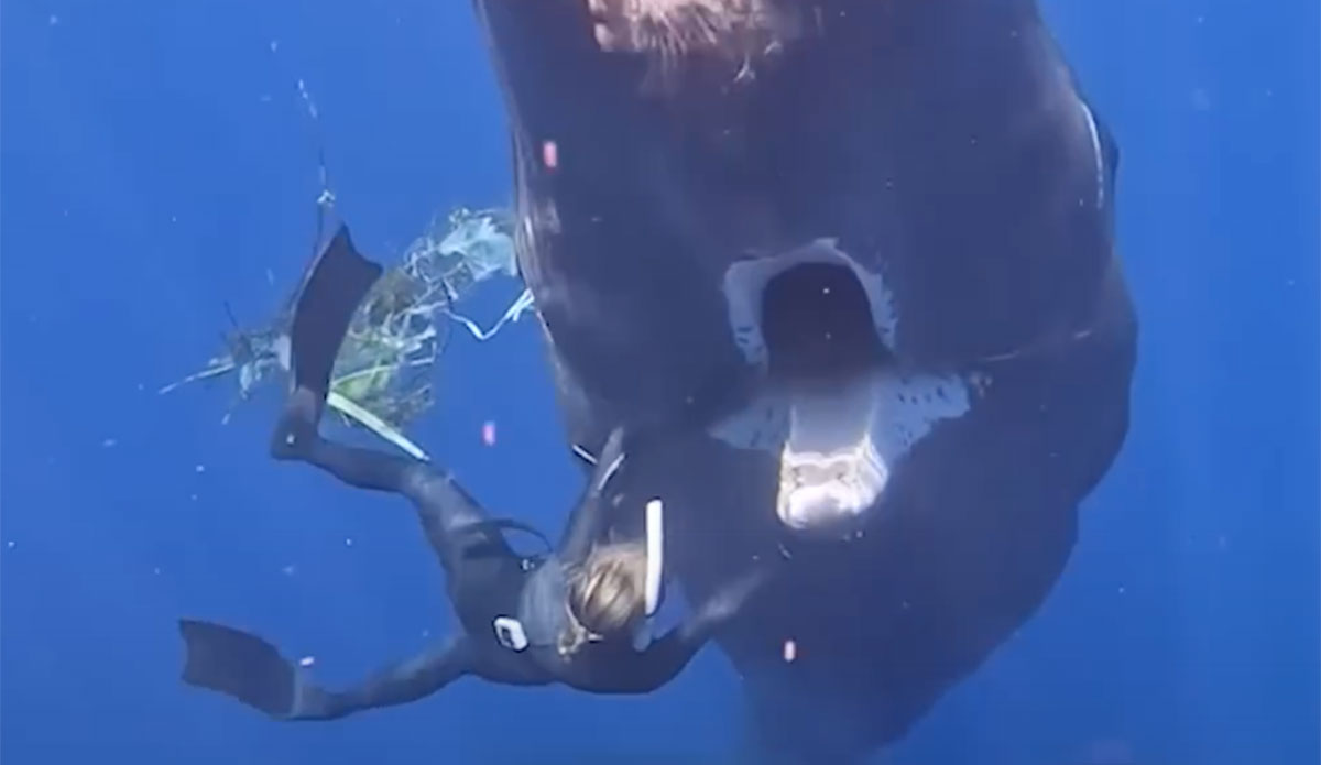 sperm whale asks diver for help